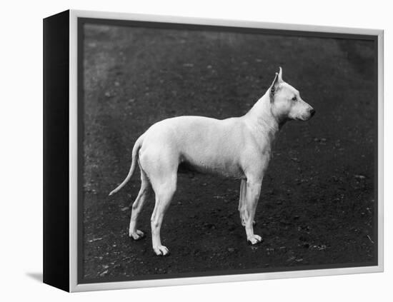 Champion Faultless an Early Example of the Bull Terrier Breed-Thomas Fall-Framed Premier Image Canvas