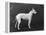 Champion Faultless an Early Example of the Bull Terrier Breed-Thomas Fall-Framed Premier Image Canvas