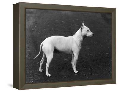 champion bull terrier