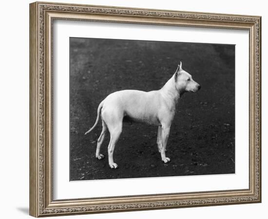 Champion Faultless an Early Example of the Bull Terrier Breed-Thomas Fall-Framed Photographic Print