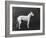 Champion Faultless an Early Example of the Bull Terrier Breed-Thomas Fall-Framed Photographic Print