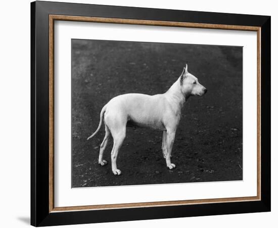 Champion Faultless an Early Example of the Bull Terrier Breed-Thomas Fall-Framed Photographic Print