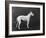 Champion Faultless an Early Example of the Bull Terrier Breed-Thomas Fall-Framed Photographic Print