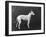 Champion Faultless an Early Example of the Bull Terrier Breed-Thomas Fall-Framed Photographic Print