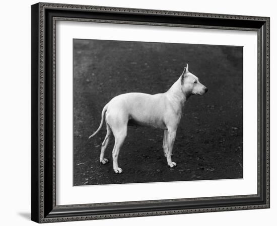 Champion Faultless an Early Example of the Bull Terrier Breed-Thomas Fall-Framed Photographic Print