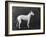 Champion Faultless an Early Example of the Bull Terrier Breed-Thomas Fall-Framed Photographic Print