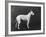 Champion Faultless an Early Example of the Bull Terrier Breed-Thomas Fall-Framed Photographic Print