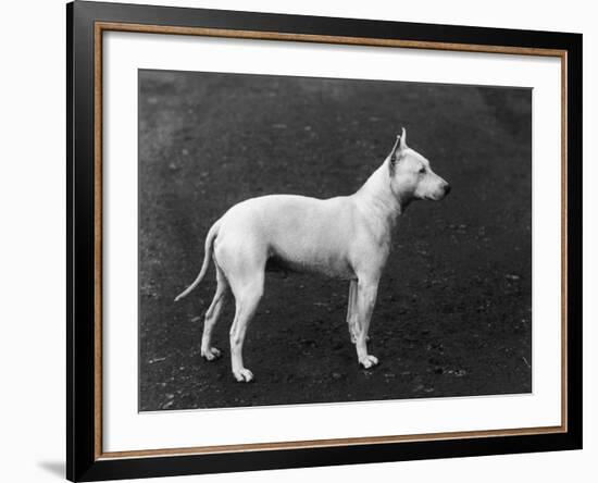 Champion Faultless an Early Example of the Bull Terrier Breed-Thomas Fall-Framed Photographic Print