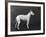 Champion Faultless an Early Example of the Bull Terrier Breed-Thomas Fall-Framed Photographic Print