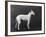 Champion Faultless an Early Example of the Bull Terrier Breed-Thomas Fall-Framed Photographic Print