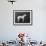 Champion Faultless an Early Example of the Bull Terrier Breed-Thomas Fall-Framed Photographic Print displayed on a wall