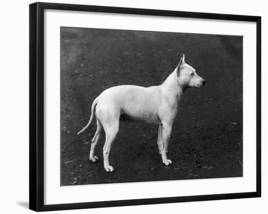 Champion Faultless an Early Example of the Bull Terrier Breed-Thomas Fall-Framed Photographic Print