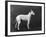 Champion Faultless an Early Example of the Bull Terrier Breed-Thomas Fall-Framed Photographic Print