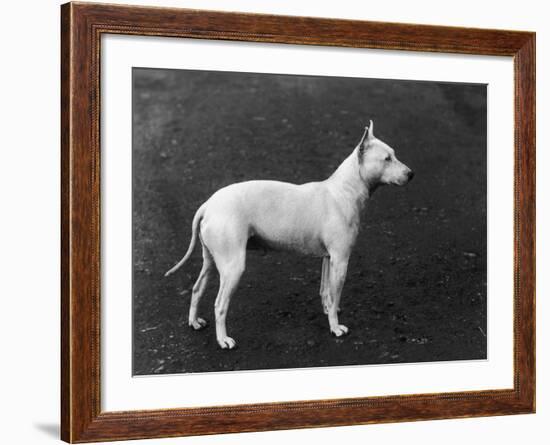 Champion Faultless an Early Example of the Bull Terrier Breed-Thomas Fall-Framed Photographic Print