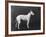 Champion Faultless an Early Example of the Bull Terrier Breed-Thomas Fall-Framed Photographic Print