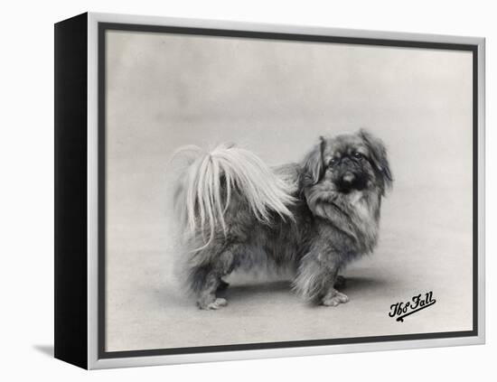 Champion Nanking Wenti Owned by Andrew-null-Framed Premier Image Canvas