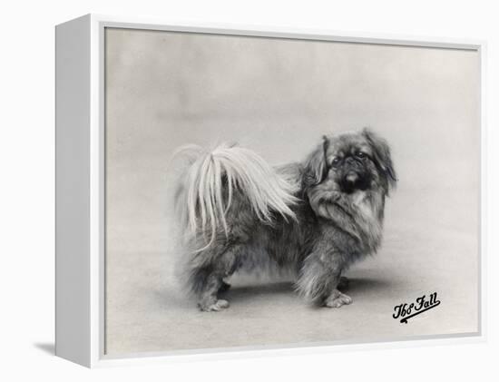 Champion Nanking Wenti Owned by Andrew-null-Framed Premier Image Canvas