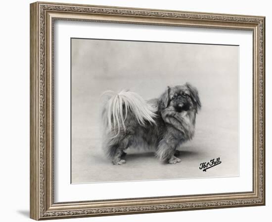 Champion Nanking Wenti Owned by Andrew-null-Framed Photographic Print