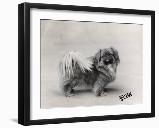 Champion Nanking Wenti Owned by Andrew-null-Framed Photographic Print