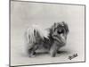 Champion Nanking Wenti Owned by Andrew-null-Mounted Photographic Print