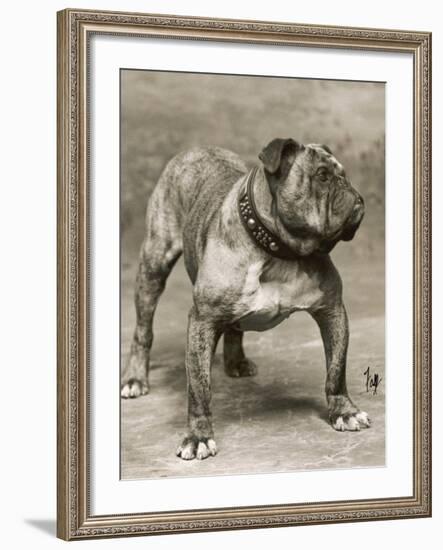 Champion Pressgang-Thomas Fall-Framed Photographic Print