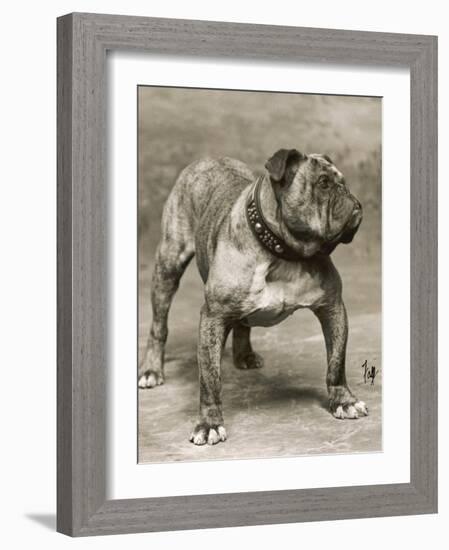 Champion Pressgang-Thomas Fall-Framed Photographic Print