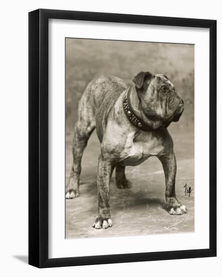 Champion Pressgang-Thomas Fall-Framed Photographic Print