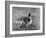 Champion Rozavel Wolf Cub Owner: Gray-Thomas Fall-Framed Photographic Print