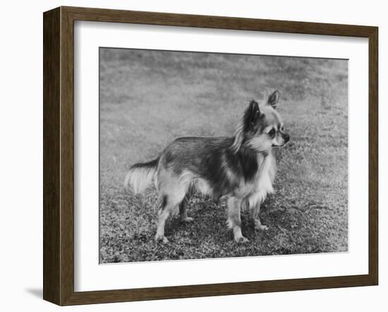 Champion Rozavel Wolf Cub Owner: Gray-Thomas Fall-Framed Photographic Print