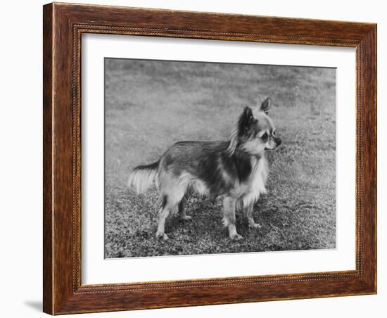 Champion Rozavel Wolf Cub Owner: Gray-Thomas Fall-Framed Photographic Print