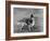 Champion Rozavel Wolf Cub Owner: Gray-Thomas Fall-Framed Photographic Print