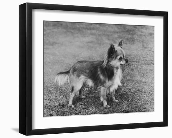 Champion Rozavel Wolf Cub Owner: Gray-Thomas Fall-Framed Photographic Print