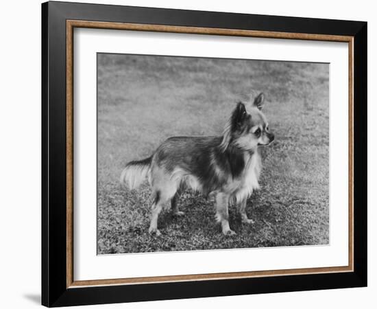 Champion Rozavel Wolf Cub Owner: Gray-Thomas Fall-Framed Photographic Print