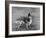 Champion Rozavel Wolf Cub Owner: Gray-Thomas Fall-Framed Photographic Print