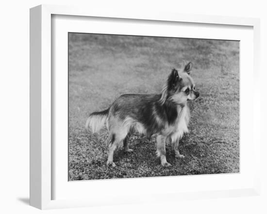 Champion Rozavel Wolf Cub Owner: Gray-Thomas Fall-Framed Photographic Print