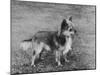 Champion Rozavel Wolf Cub Owner: Gray-Thomas Fall-Mounted Photographic Print
