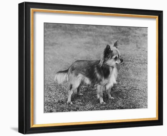 Champion Rozavel Wolf Cub Owner: Gray-Thomas Fall-Framed Photographic Print