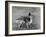 Champion Rozavel Wolf Cub Owner: Gray-Thomas Fall-Framed Photographic Print