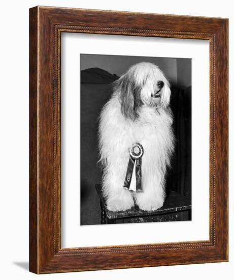 Champion Sheepdog, New York, New York, February, 1947 (b/w photo)-null-Framed Photographic Print