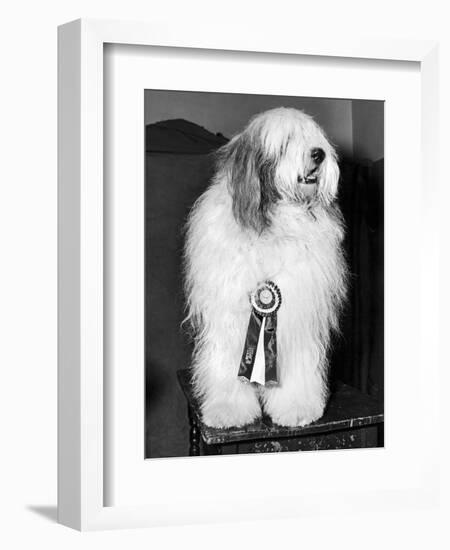 Champion Sheepdog, New York, New York, February, 1947 (b/w photo)-null-Framed Photographic Print