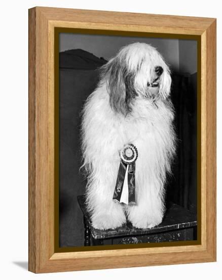 Champion Sheepdog, New York, New York, February, 1947 (b/w photo)-null-Framed Premier Image Canvas