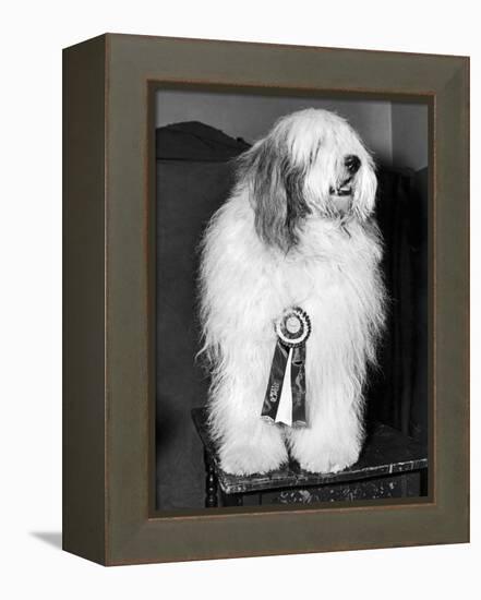 Champion Sheepdog, New York, New York, February, 1947 (b/w photo)-null-Framed Premier Image Canvas