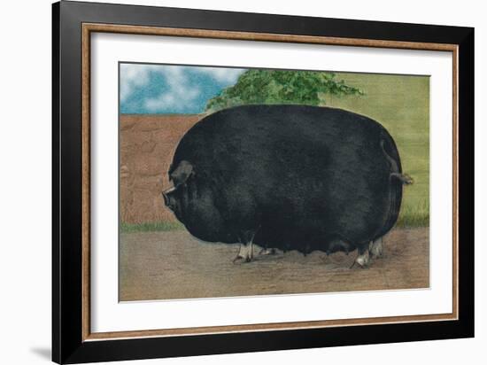 Champion Sow-null-Framed Art Print