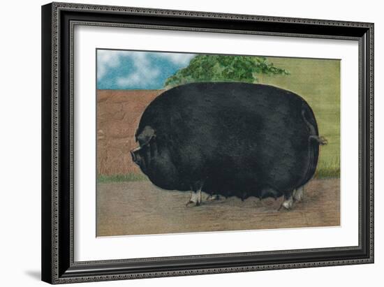 Champion Sow-null-Framed Premium Giclee Print