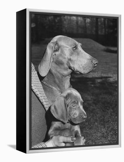 Champion Weimaraner and her 8-week-old male puppy with proud owner Mrs. Harold Goldsmith.-Bernard Hoffman-Framed Premier Image Canvas