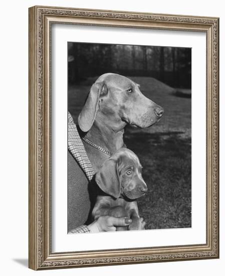 Champion Weimaraner and her 8-week-old male puppy with proud owner Mrs. Harold Goldsmith.-Bernard Hoffman-Framed Photographic Print