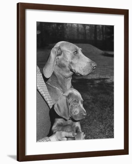 Champion Weimaraner and her 8-week-old male puppy with proud owner Mrs. Harold Goldsmith.-Bernard Hoffman-Framed Photographic Print