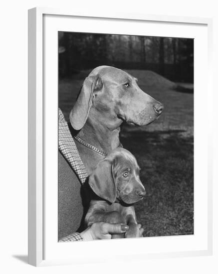 Champion Weimaraner and her 8-week-old male puppy with proud owner Mrs. Harold Goldsmith.-Bernard Hoffman-Framed Photographic Print