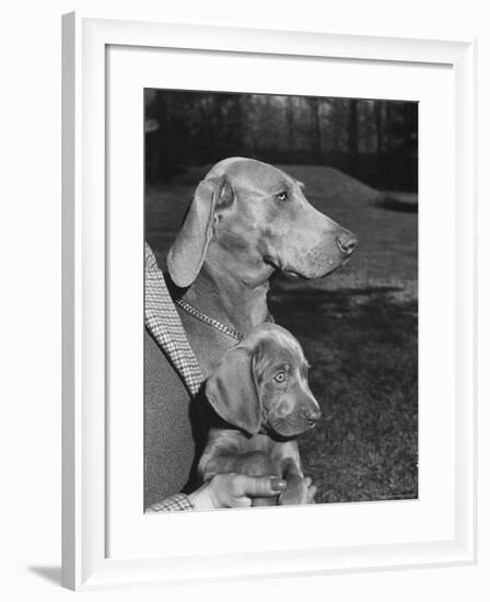 Champion Weimaraner and her 8-week-old male puppy with proud owner Mrs. Harold Goldsmith.-Bernard Hoffman-Framed Photographic Print