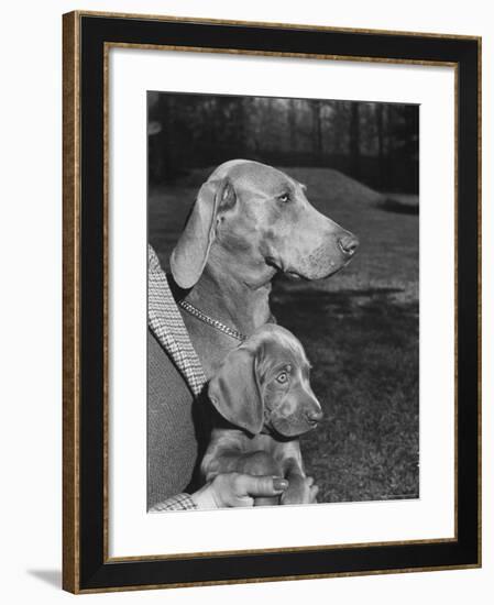 Champion Weimaraner and her 8-week-old male puppy with proud owner Mrs. Harold Goldsmith.-Bernard Hoffman-Framed Photographic Print